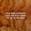 imageADAMS Plus Flea ampamp Tick Foaming Shampoo ampamp Wash for Cats ampamp Kittens Over 12 Weeks Sensitive Skin Flea Treatment for Cats ampamp Kittens Kills Adult Fleas Ticks and Lice On Contact 10 Ounces