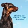 imageAdams Plus Flea ampamp Tick Foaming Shampoo ampamp Wash for Dogs ampamp Puppies Over 12 Weeks  Sensitive Skin Flea Treatment for Dogs and Puppies  Kills Adult Fleas Ticks and Lice On Contact  10 Oz