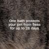 imageAdams Plus Flea ampamp Tick Shampoo with Precor for Cats Kittens Dogs ampamp Puppies Over 12 Weeks Of Age Sensitive Skin Flea Treatment for Dogs ampamp Cats Kills Adult Fleas Flea Eggs Ticks and Lice 6 Oz24 Ounces